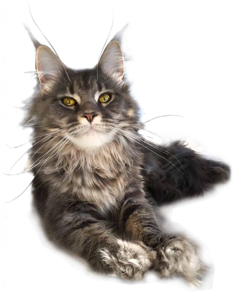 Maine Coon Kitten Rachel