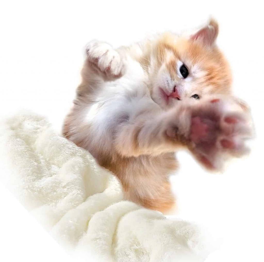 Maine Coon Kitten, GGCOON Boutique Cattery