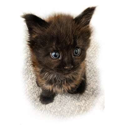 Maine Coon Kitten Raven GGCOON Boutique Cattery