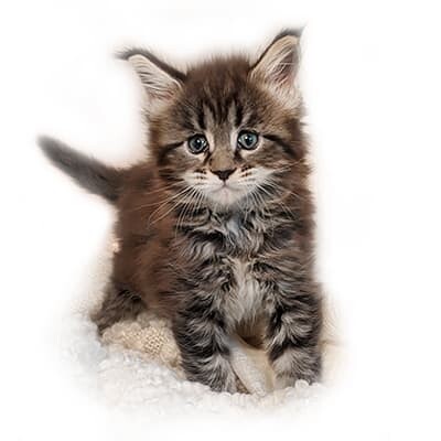 Maine Coon Kitten Nova GGCOON Boutique Cattery