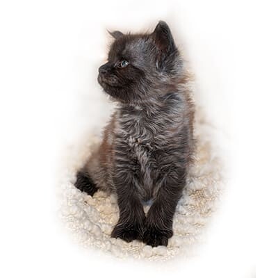 Maine Coon Kitten Spark GGCOON Boutique Cattery