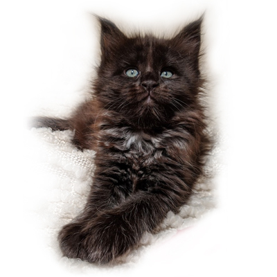 Lola Maine Coon Kitten GGCOON Boutique cattery