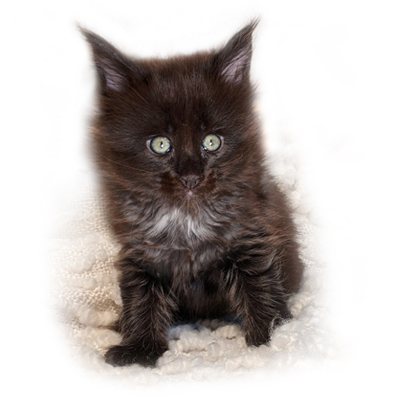 Lulu Maine Coon Kitten GGCOON Cattery