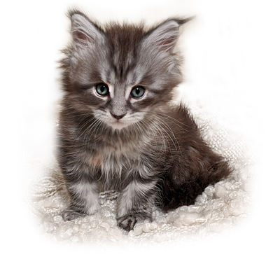 Maine Coon Kitten GGCOON Boutique Cattery