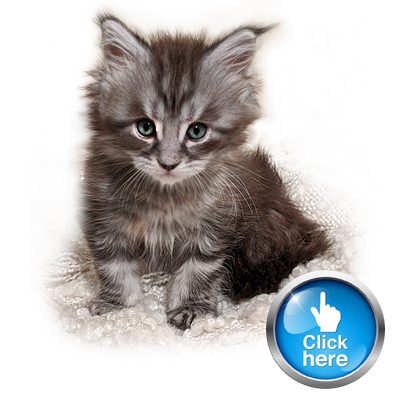 Maine Coon Kitten Grogu