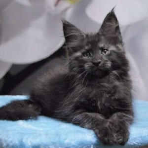Norman, Gentle Giant, Maine Coon, kitten