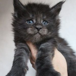 Norman, Gentle Giant, Maine Coon, kitten