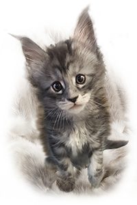LUNA Maine Coon Kitten GGCOON Boutique Cattery
