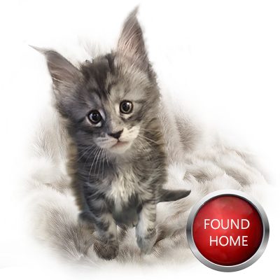LUNA Maine Coon Kitten GGCOON Boutique Cattery