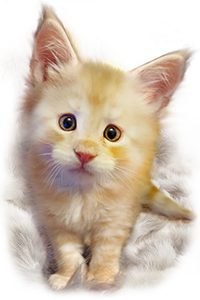 Maine Coon Kitten Mars