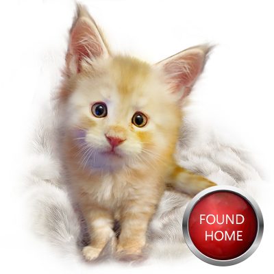 Mars Maine Coon Kitten GGCOON Boutique Cattery