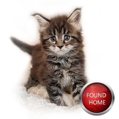 Maine Coon Kitten Nova