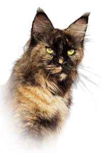 Rachel, GGCoon, Gentle Giant, Maine Coon Kittens