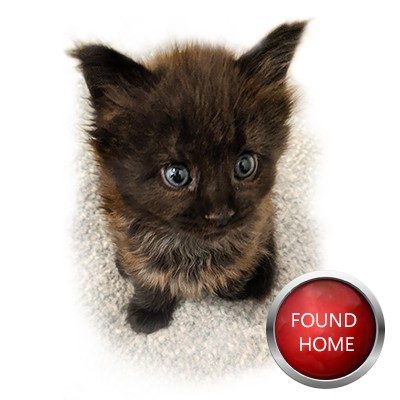 Maine Coon Kitten Raven