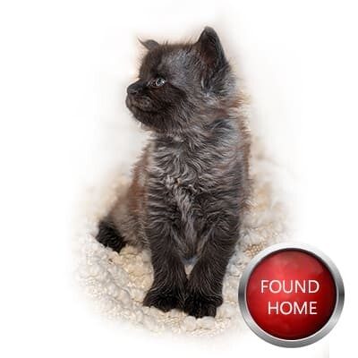 Maine Coon Kitten Spark GGCOON Boutique Cattery