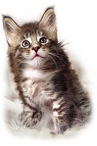 Maine Coon Kitten Stella
