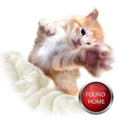 Maine Coon Kitten, GGCOON Boutique Cattery