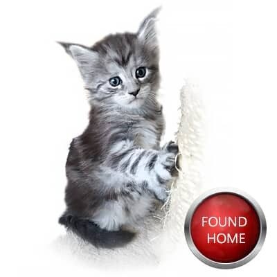 Maine Coon Kitten, GGCOON Boutique Cattery