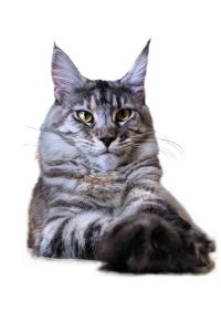 Malibu, GGCoon, Gentle Giants, Maine Coon Kitten