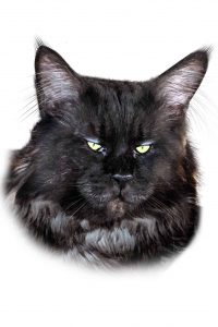 norman, maine coon, ggcoon, maine coon kittens
