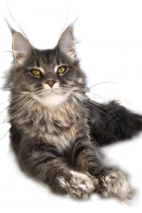Maine Coon Kitten Rachel